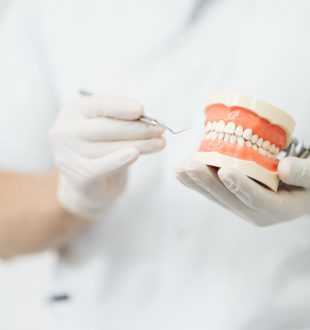 Dentist pointing to a plaster cast on white background. Explaining about teeth care Dentist showing the correct dental hygiene using mock-up of skeleton of teeth. Stomatologist doctor explaining proper dental hygiene to patient holding sample of human jaw